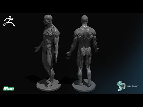 Basic 3D printing in ZBrush Core - Articulation (Male anatomy figure)