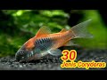 Ikan Hias Corydoras Nama Latin
