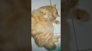 Download lagu badanku dulu tak begini 😄 mp3