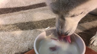 Dog Eating Rice-Cake Soup [Sound Dogs Love]