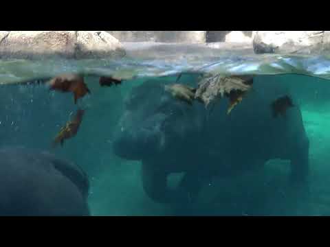 Bibi's the boss - Cincinnati Zoo #shorts