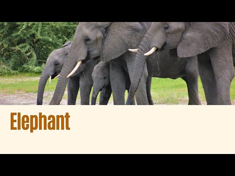 Эффективные уроки чтения на английском для детей