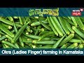 ಅನ್ನದಾತ ಬೆಳಗಾವಿ ಬೆಂಡೆಕಾಯಿ ಕೃಷಿ Special Report 