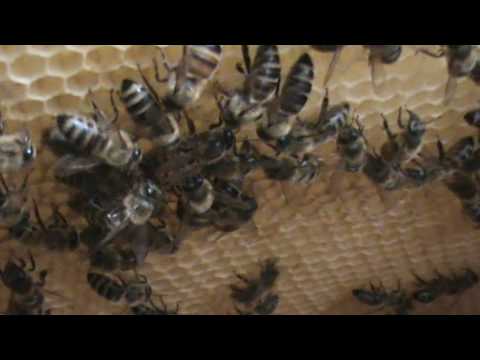 2. Apicultura practica: Stupul besmeticit si noua regina - o situatie speciala in stupina 2/2