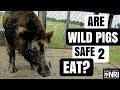 Are Wild Pigs Safe To Eat