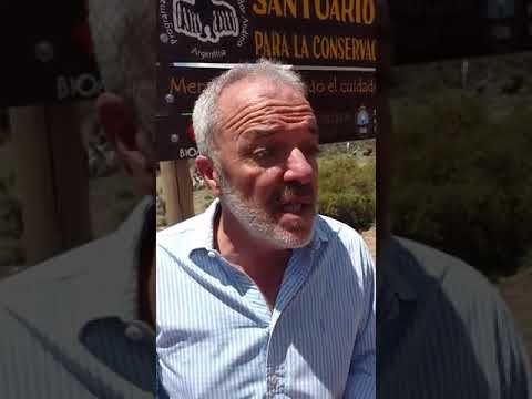 LIBERACIÓN DE CÓNDORES ANDINOS - MENDOZA