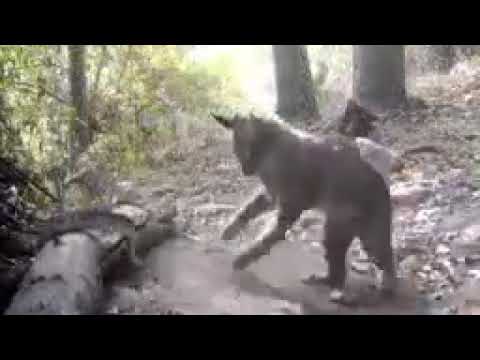 Bobcat Kills Rattlesnake While Fighting - 1147348