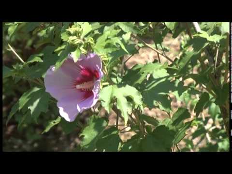 大阪市立大学理学部附属植物園「森の植物園」夏