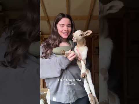 That makes 5 lambs so far!