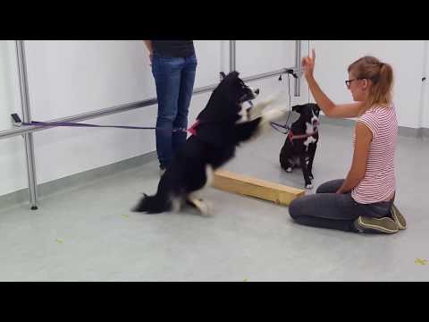 Inequality - Dog behavior