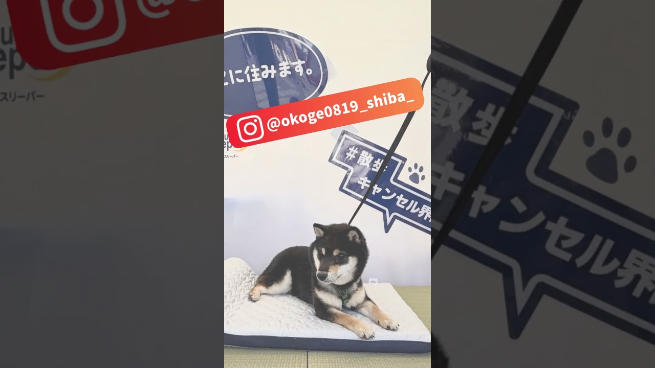 【駒沢公園】ジャパンわんこエキスポ2026レポ！トゥルースリーパー ペットベッドで愛犬がとろける？｜ショップジャパン【公式】