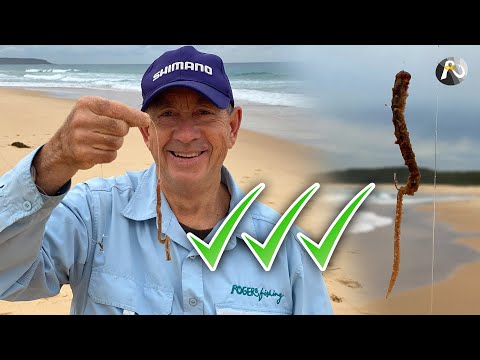 Beach Fishing: Incredible Benefits of BEACH WORMS!