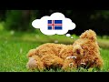 Learn Icelandic While You Sleep - 1000 Important Icelandic Words & Phrases