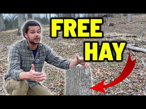 Winter Livestock Feed: Hay-Free Solutions for Farmers