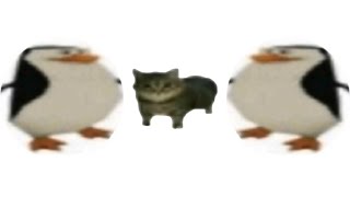 Cover art for The cat is very cute