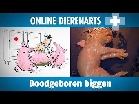 , title : 'Online dierenarts: Doodgeboren Biggen'