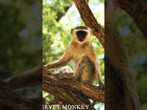 The vervet monkey (Vervetus pygerythrus), or simply vervet