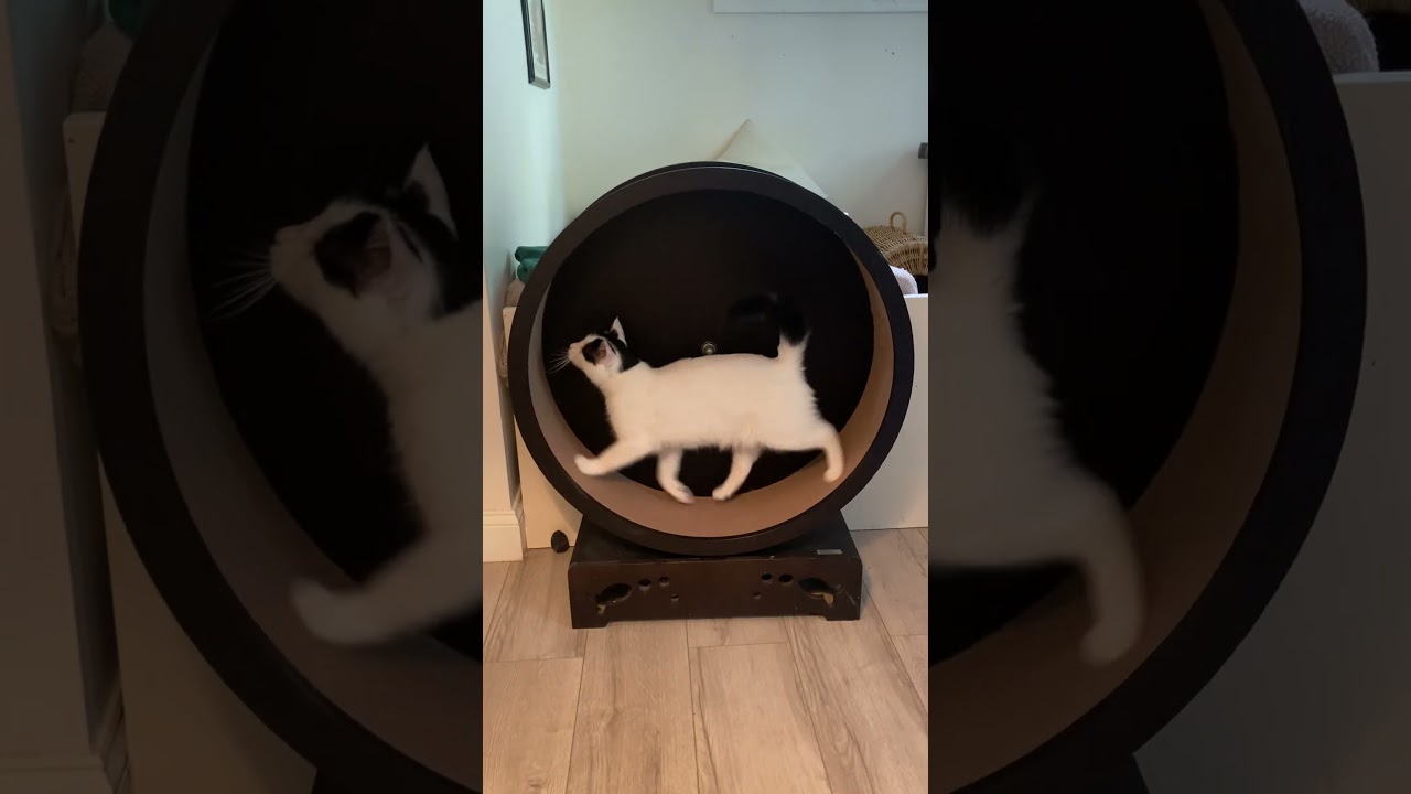 Enlarge Luke and Hummus, a ADOPTABLE Domestic Short Hair in Fairfax, VA video 2/6