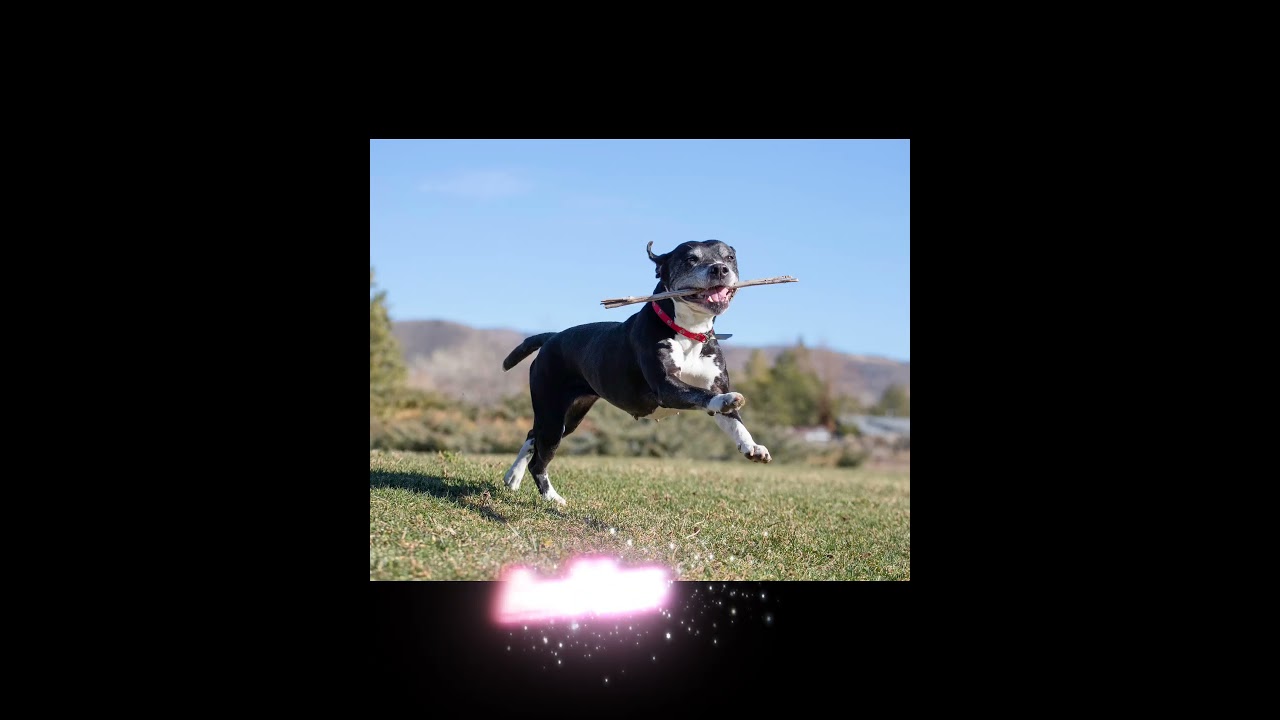 Enlarge Breezy, a Adoptable Pit Bull Terrier in Washoe Valley, NV video 6/6