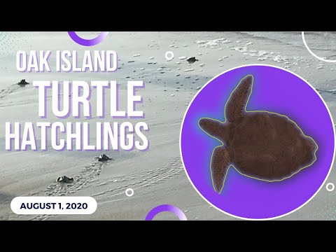 Nature video from Oak Island shoreline