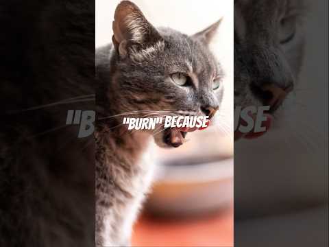 🌶️ Cats Can Taste Spice?! But It’s Not What You Think! #cat #pets