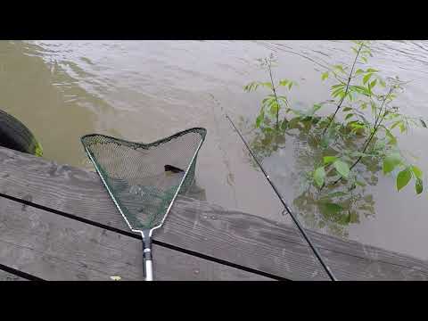 CATFISH . ALIG FÉR A SZÁKBA.KING..+fárasztás...FHD