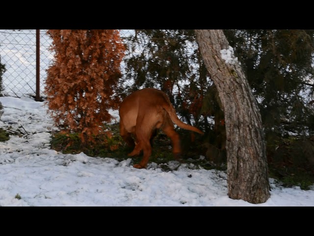 Dogue de Bordeaux puppy for sale