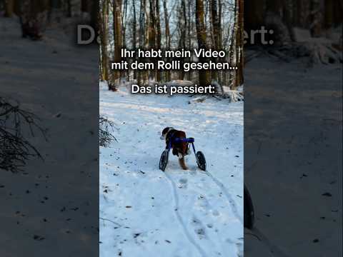 Folgt mir. Das ist meine Geschichte. #dogshorts #doglife #bordercollie #specialneeds #dogstory #dog