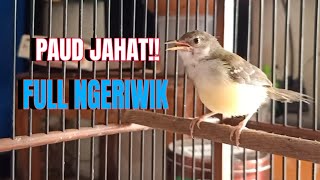 Download lagu Ciblek Paud Belajar Bunyi, Full Ngeriwik || Gacor mp3