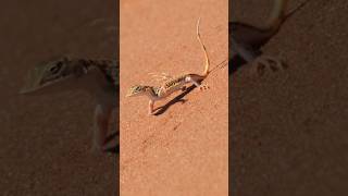 Nature&#39;s Rhythm: Witness the Mesmerizing Lizard Dance 🦎 #lizards #animals