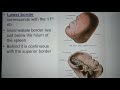 spleen (clinical base question)