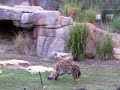 Disney World 2018 Safari
