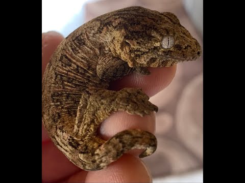 Rhacodactylus Leachianus und Kragenechsen By Geckohunter