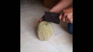 Download lagu Buka durian kampung mp3