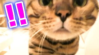 怖がりな猫ちゃんはカメラが気になってしょうがない【うらきすルームツアー】