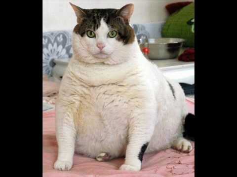 World Record- Fattest Cat!