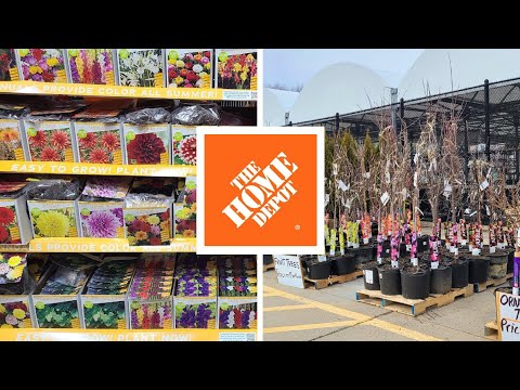 , title : 'Home Depot Inventory February 2023 Summer Bulbs, Ornamental Trees, Fruit Trees, and BB Arborvitae!'