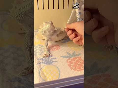 lizard living better then me 😭