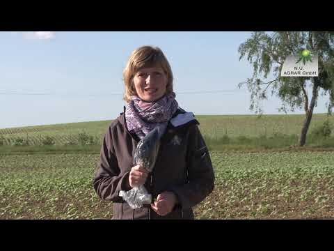 156. Feldexkursion: Knöterich und Sommerungen - NU Agrar, 03.06.2020