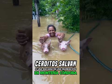 cerditos Albán a una señora del río que se inunda en montería Córdoba #viral #sorprendente