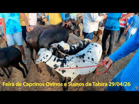 Feira de Caprinos Ovinos e Suíno de Tabira PE 29/04/2026 FEIRA LOTADA #nordeste