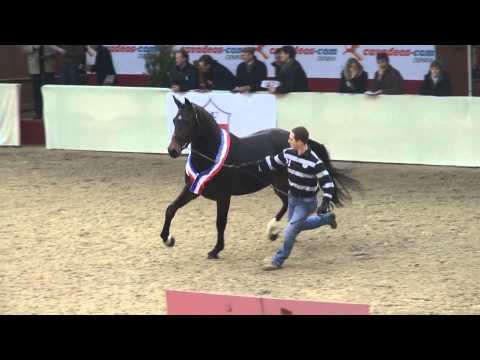 Adagio de Talma (webstallions.com)