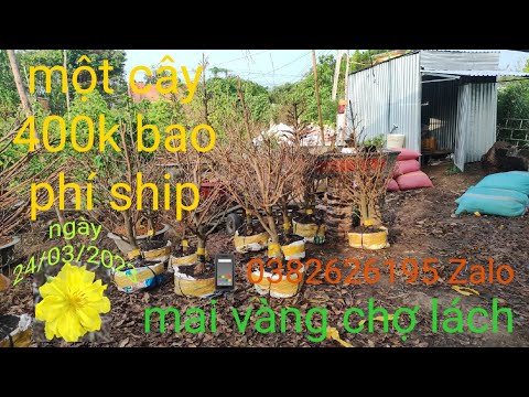 Nhà vườn đong duy có giao lưu , Mai vàng giao rin ,lh0382626195zalo