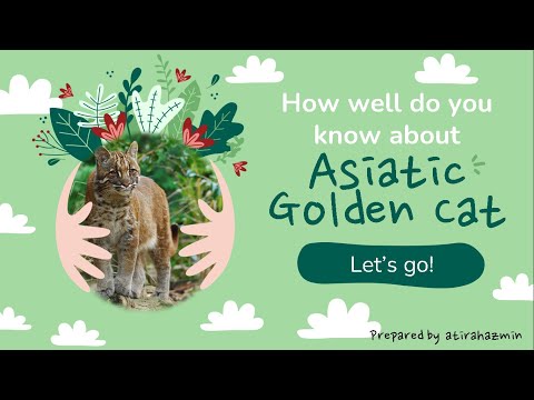 ASIATIC GOLDEN CAT