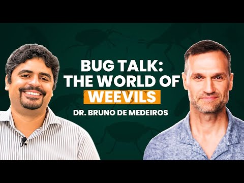 Meet the Weevil: The Insect That’s Redefining Evolution @primalbiology