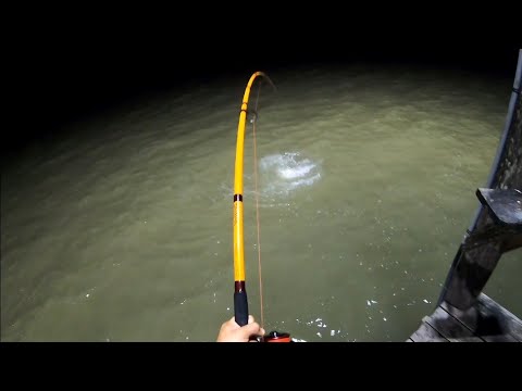 These GIANTS love crab!! ( BIG FISH!!) *** NON STOP ACTION ***