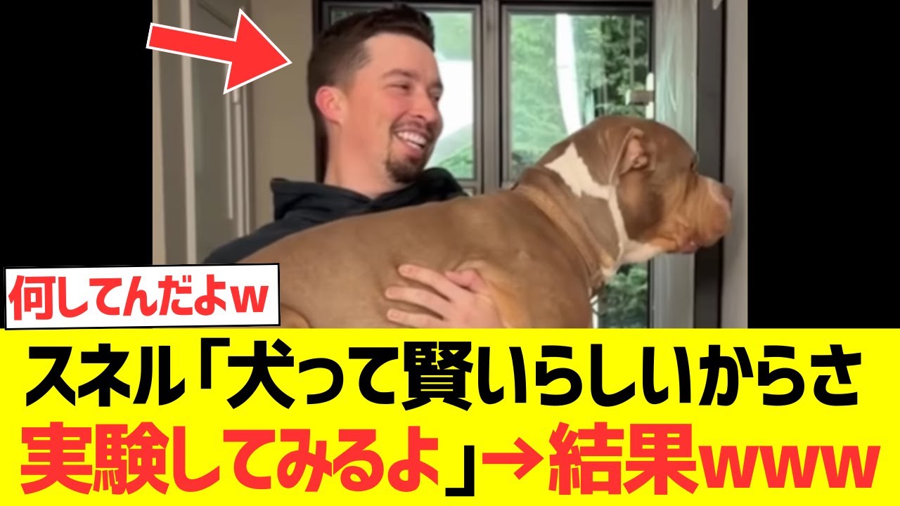 【海外の反応】スネル「犬って賢いらしいからさ実験してみるよ」→結果wwwwwww