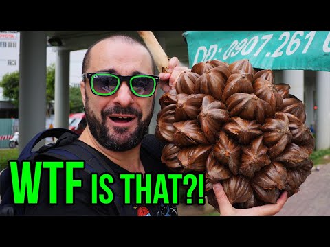 Weird Giant Brown Fruit Sold on The Highway in Vietnam - Nipa Palm