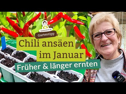 Chili ansäen im Januar - Frühe Ansaat für eine längere Ernte
