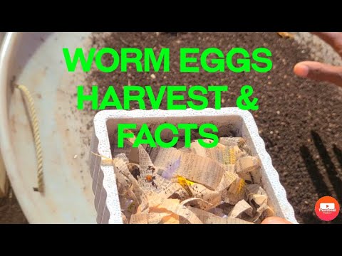 Red Wigglers Cocoon Tips Harvest  & Experiment